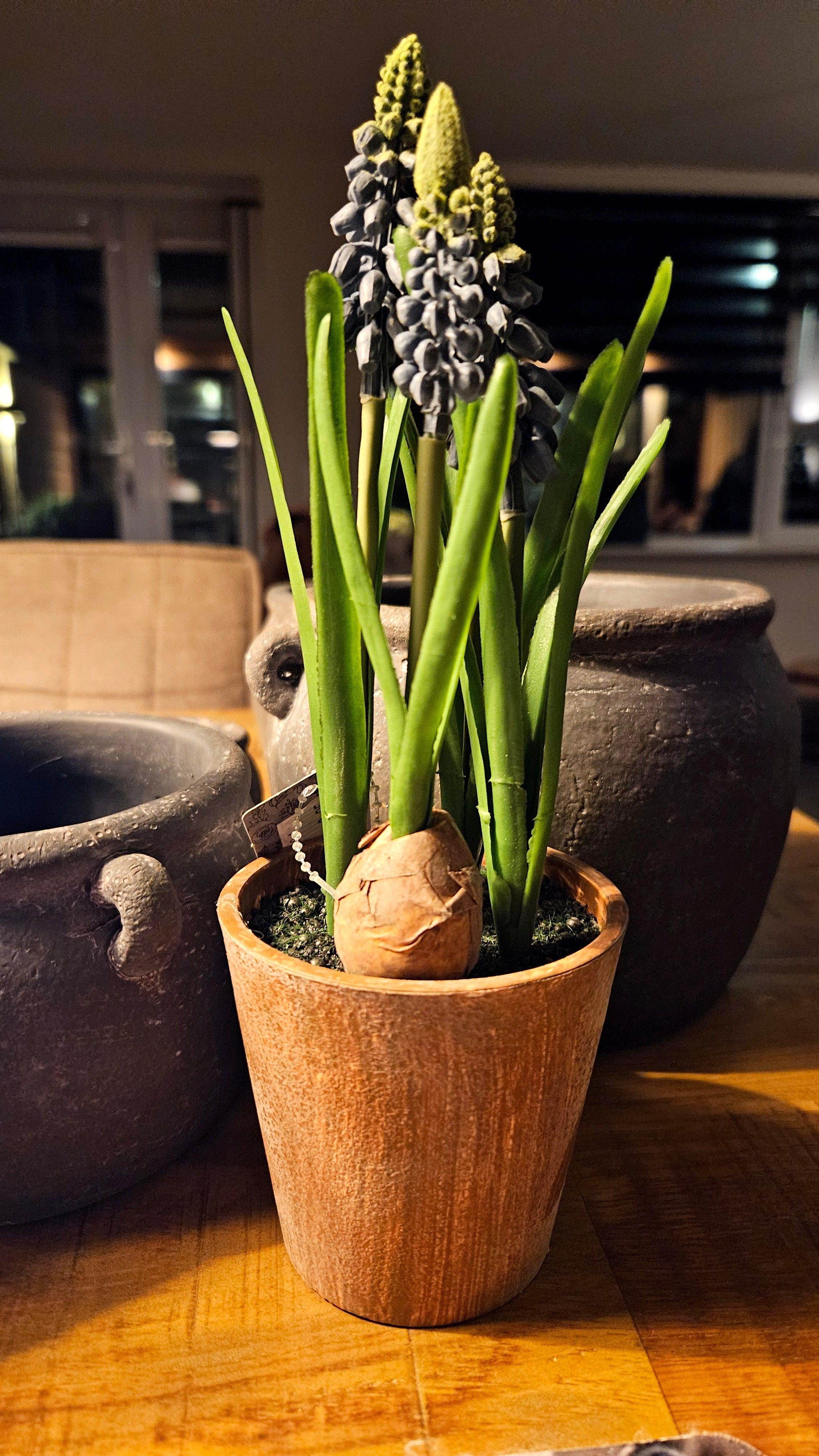 Blauwe druif in pot (kunst) - Brynxz Bloemen en Boeketten