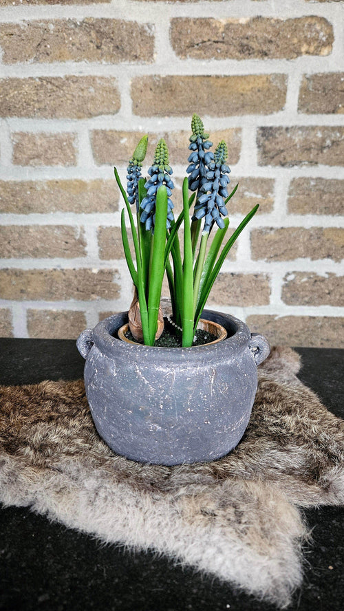 Blauwe druif in pot (kunst) - Brynxz Bloemen en Boeketten
