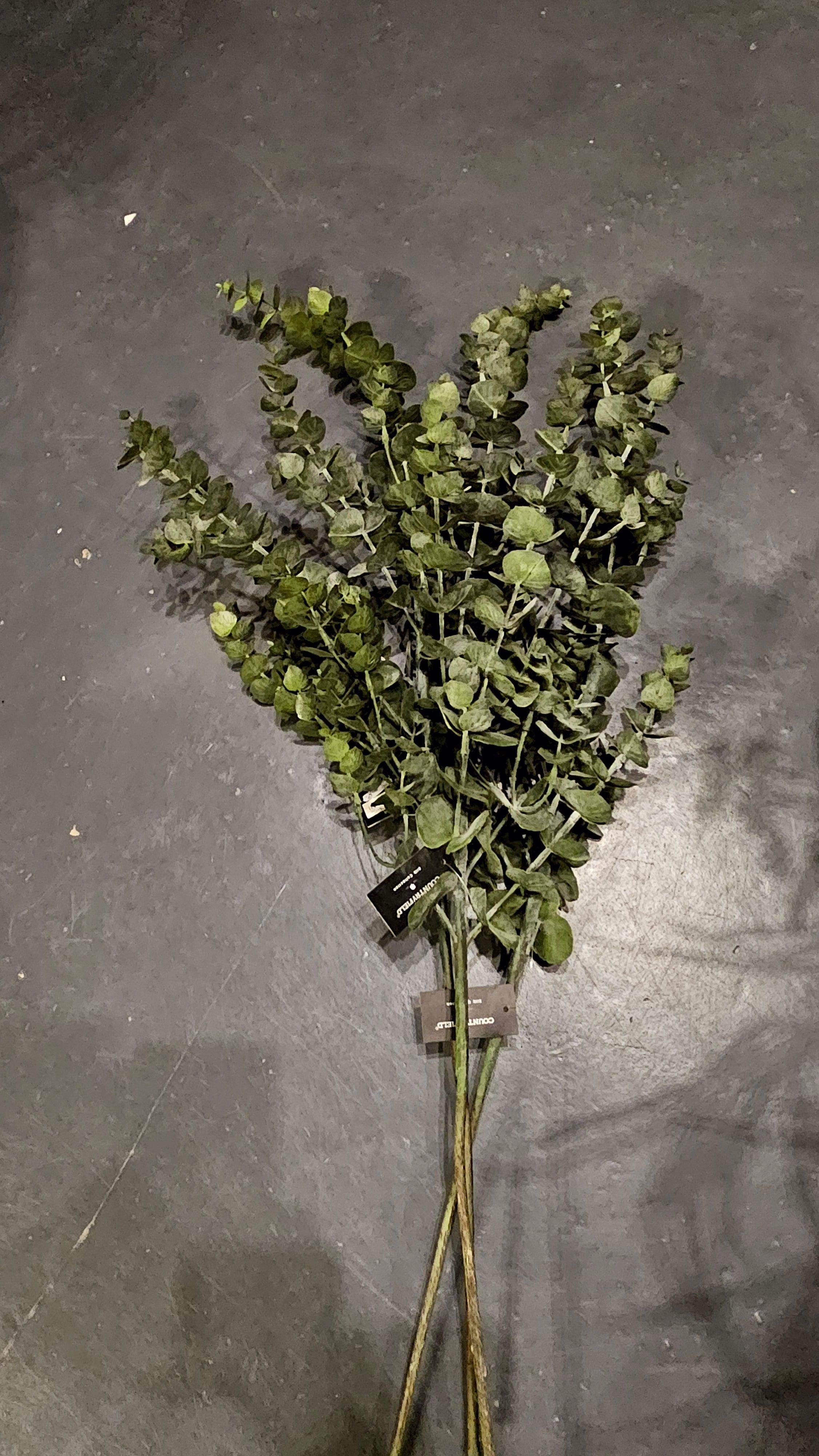 Eucalyptus takken - Brynxz Bloemen en Boeketten