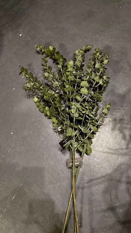 Eucalyptus takken - Brynxz Bloemen en Boeketten